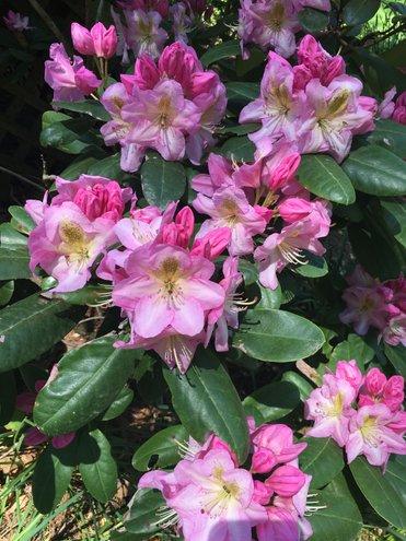 Rhododendron Yakushimanum Yaku Princess - View 13 from www redcrocus com