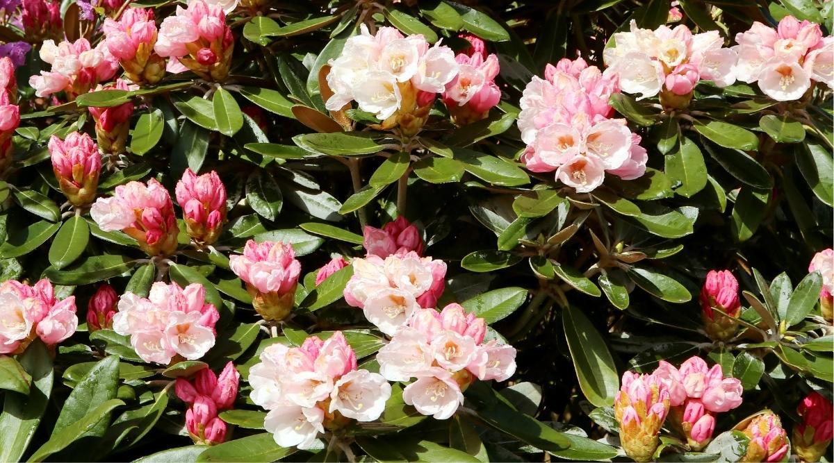 Rhododendron Yakushimanum Yaku Princess - View 14 from www redcrocus com