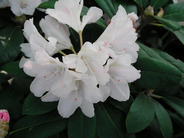 Rhododendron Yakushimanum Yaku Princess - View 15 from www redcrocus com