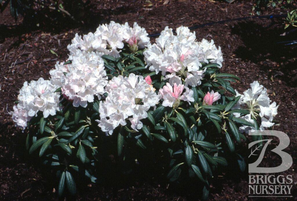 Rhododendron Yakushimanum Yaku Princess - View 17 from www redcrocus com