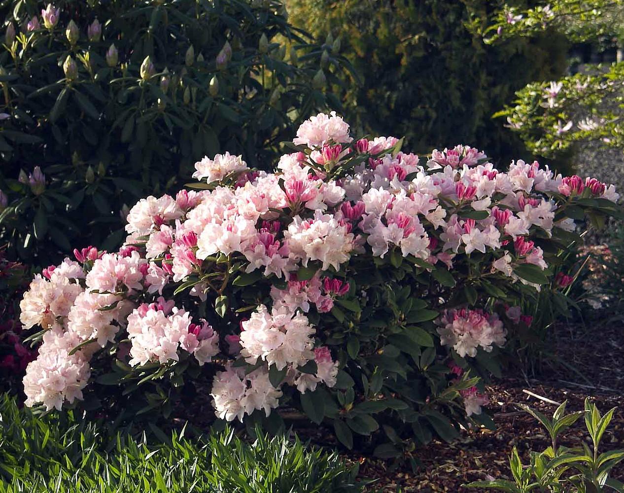 Rhododendron Yakushimanum Yaku Princess - View 2 from www redcrocus com