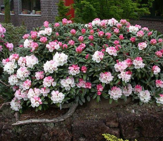 Rhododendron Yakushimanum Yaku Princess - View 3 from www redcrocus com