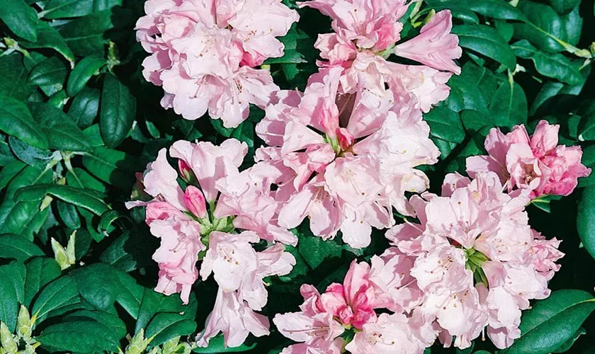 Rhododendron Yakushimanum Yaku Princess - View 5 from www redcrocus com