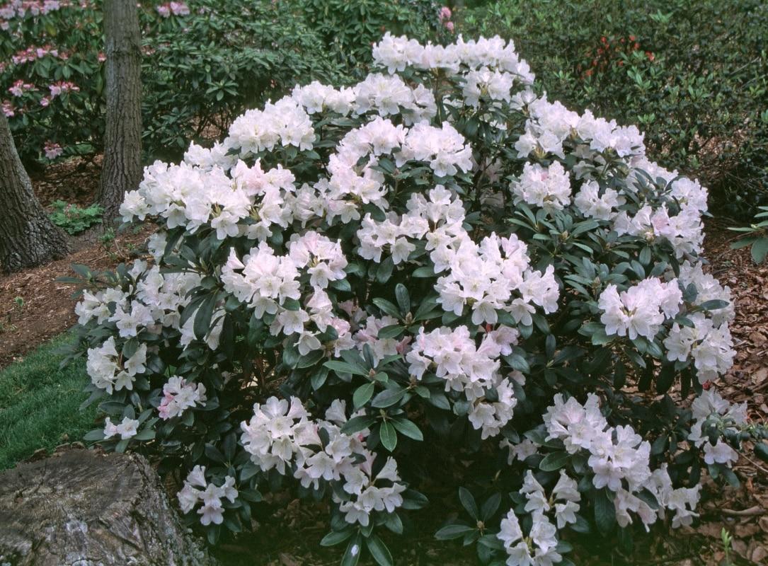 Rhododendron Yakushimanum Yaku Princess - View 5 from www redcrocus com