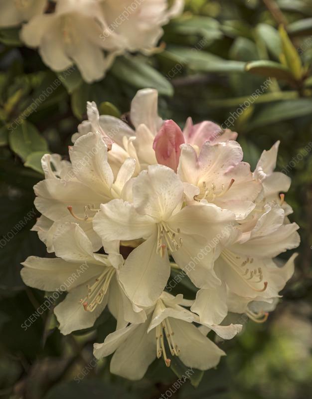 Rhododendron Yakushimanum Yaku Princess - View 7 from www redcrocus com