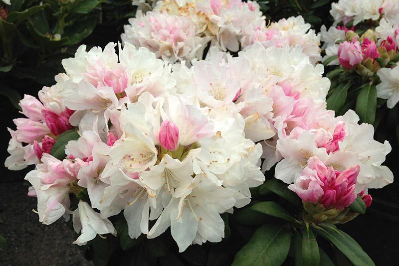 Rhododendron Yakushimanum Yaku Princess - View 8 from www redcrocus com