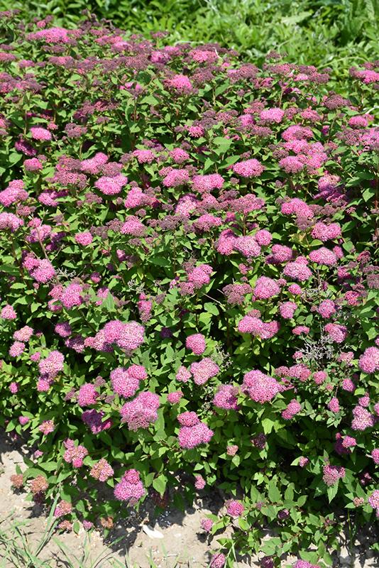Spirea Japonica Double Play Artisan - View 10 from www redcrocus com