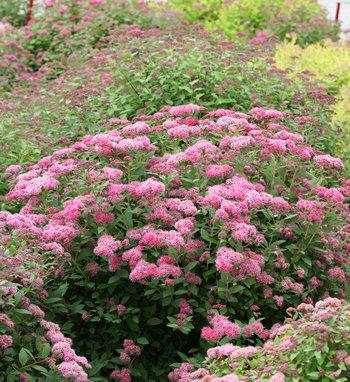 Spirea Japonica Double Play Artisan - View 11 from www redcrocus com