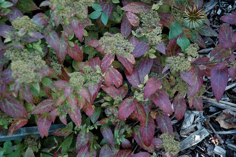 Spirea Japonica Double Play Artisan - View 12 from www redcrocus com