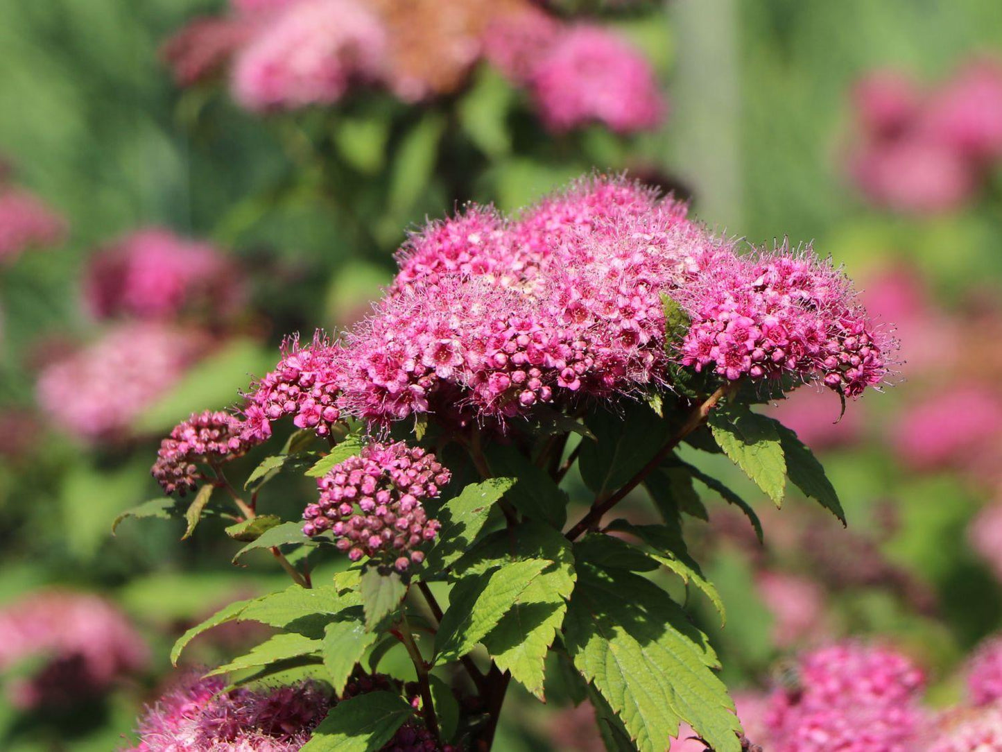 Spirea Japonica Double Play Artisan - View 13 from www redcrocus com