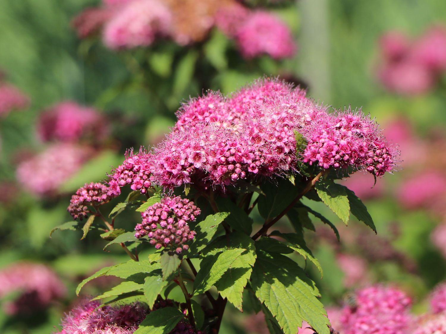 Spirea Japonica Double Play Artisan - View 13 from www redcrocus com