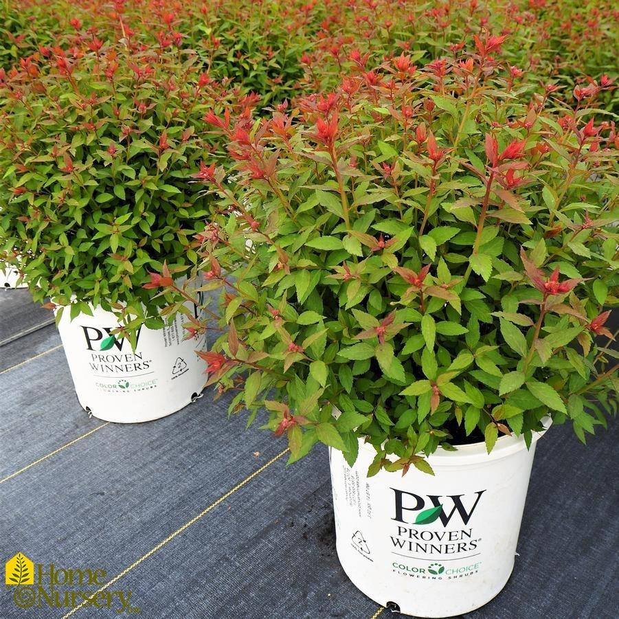 Spirea Japonica Double Play Artisan - View 15 from www redcrocus com