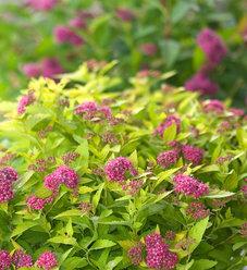 Spirea Japonica Double Play Artisan - View 16 from www redcrocus com