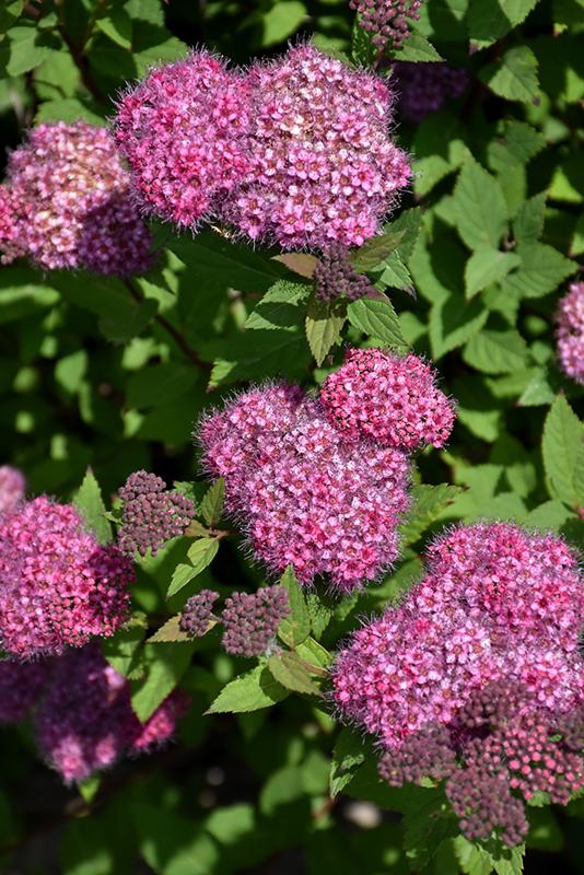 Spirea Japonica Double Play Artisan - View 18 from www redcrocus com