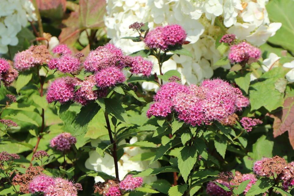 Spirea Japonica Double Play Artisan - View 19 from www redcrocus com