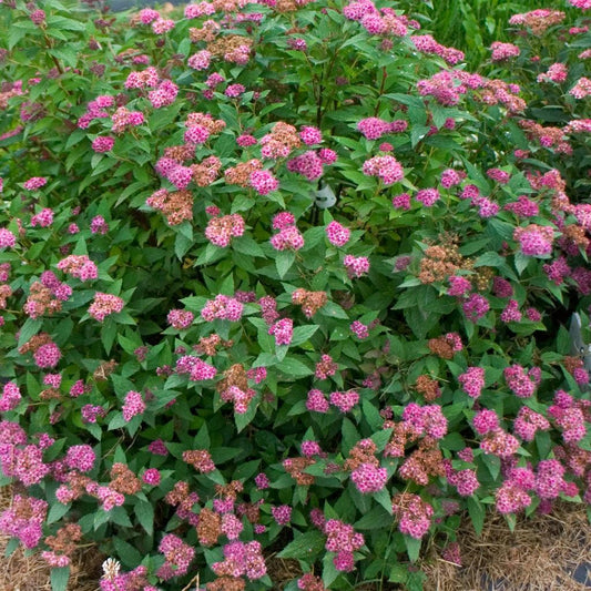 Spirea Japonica Double Play Artisan - View 1 from www redcrocus com