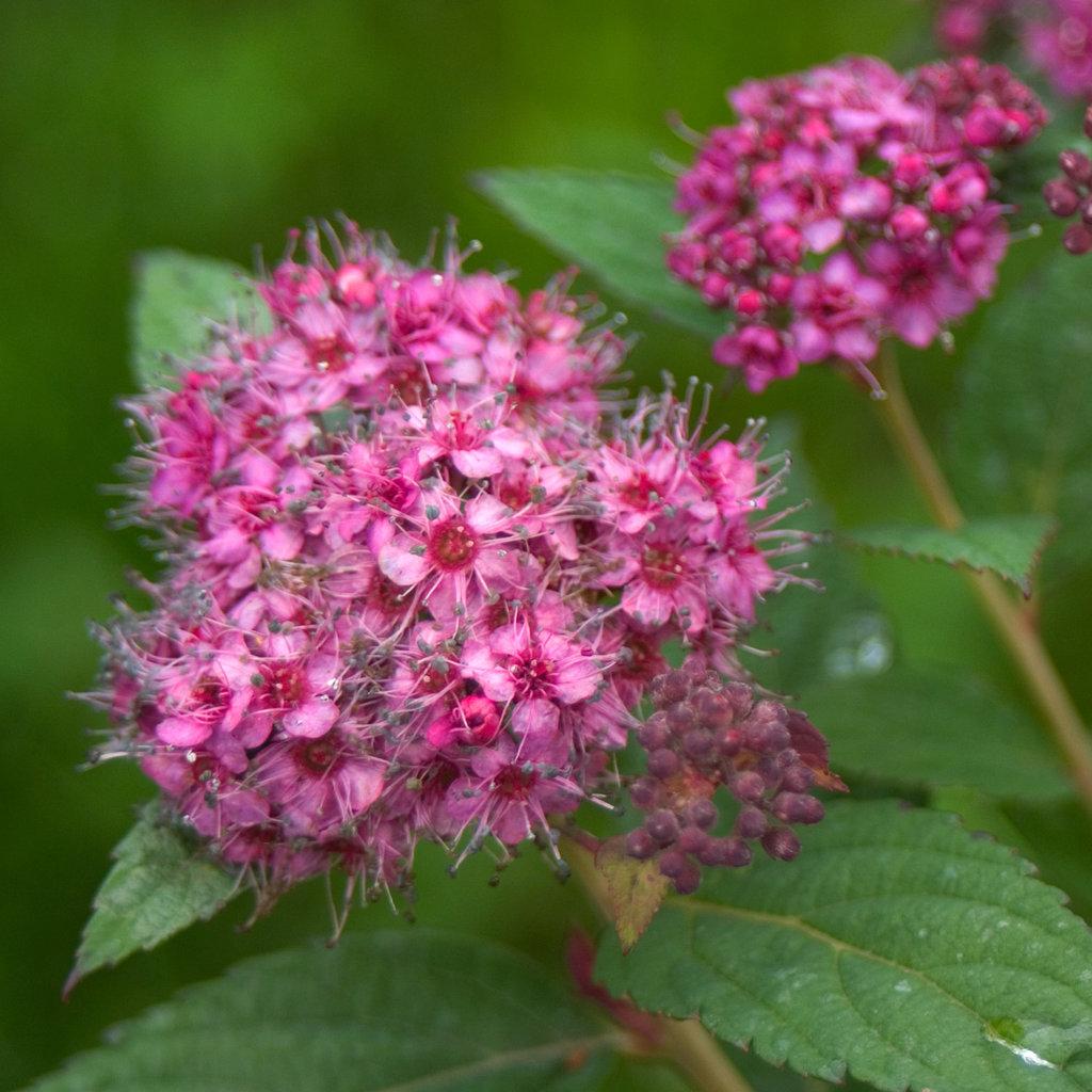 Spirea Japonica Double Play Artisan - View 2 from www redcrocus com