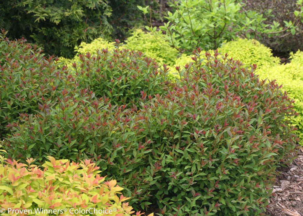 Spirea Japonica Double Play Artisan - View 3 from www redcrocus com