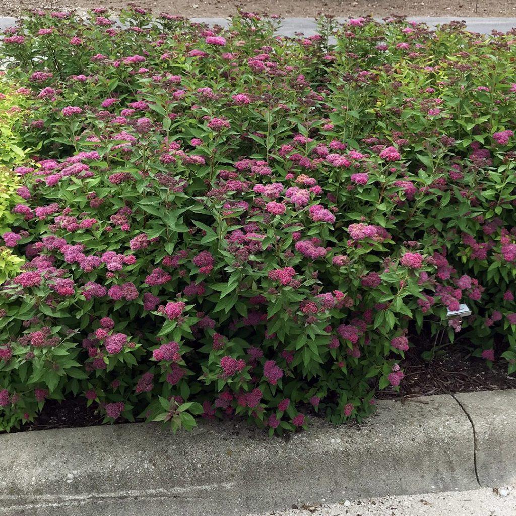 Spirea Japonica Double Play Artisan - View 4 from www redcrocus com