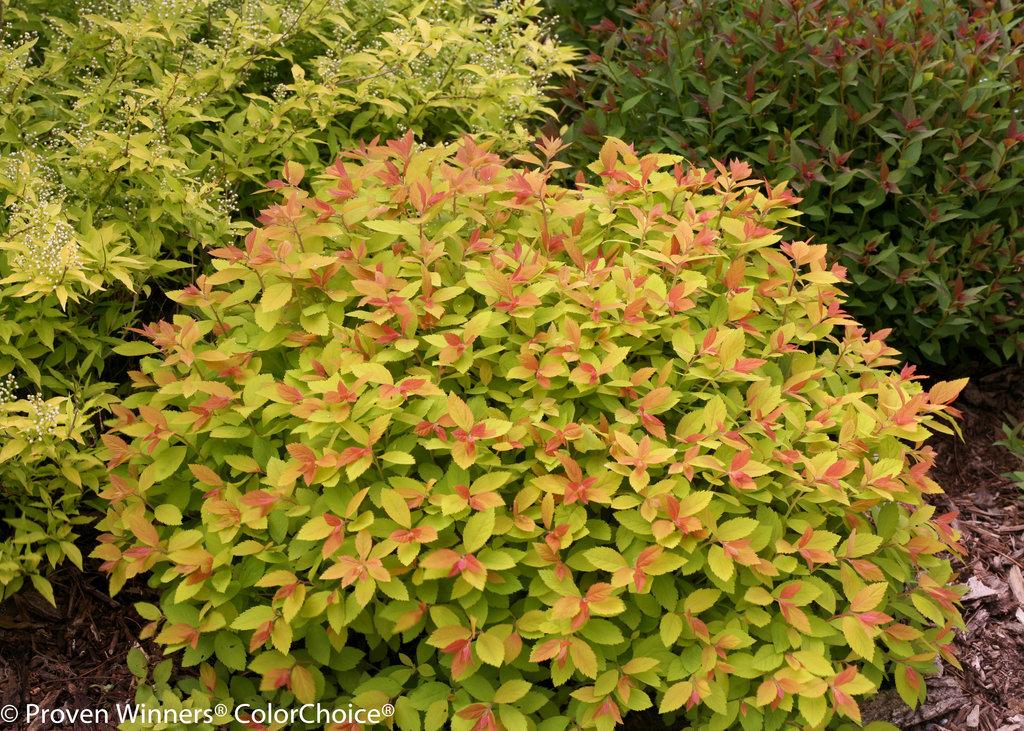 Spirea Japonica Double Play Artisan - View 5 from www redcrocus com