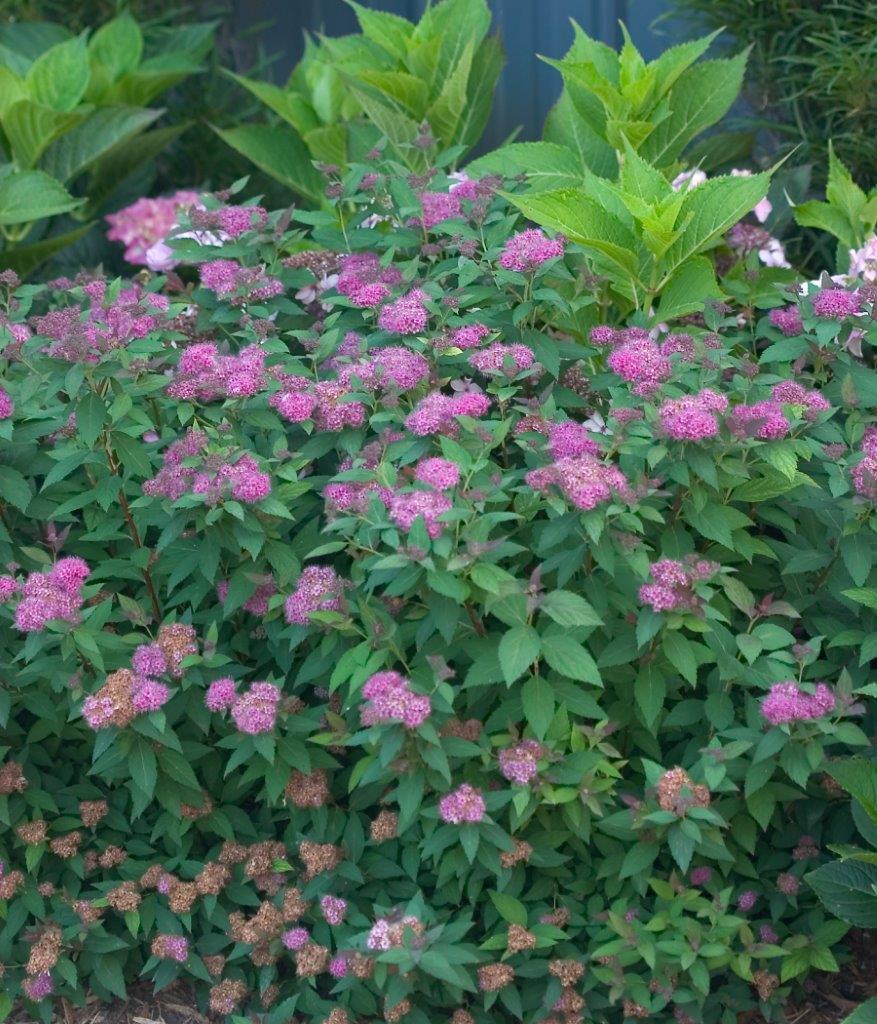 Spirea Japonica Double Play Artisan - View 6 from www redcrocus com