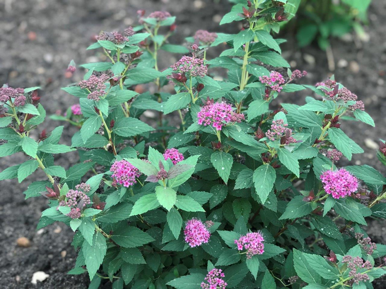 Spirea Japonica Double Play Artisan - View 7 from www redcrocus com
