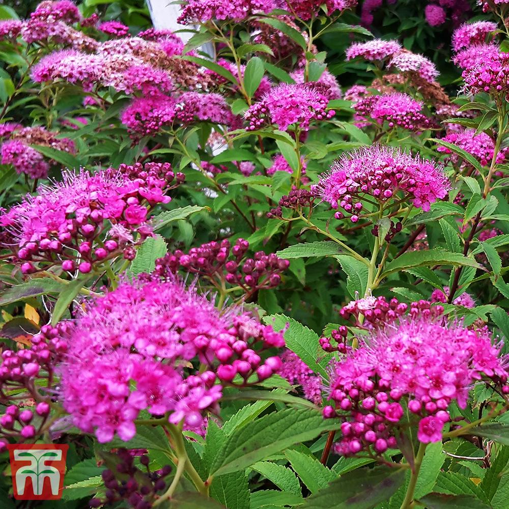 Spirea Japonica Double Play Artisan - View 9 from www redcrocus com