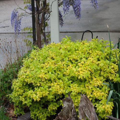 Spirea Japonica Double Play Gold - View 10 from www redcrocus com