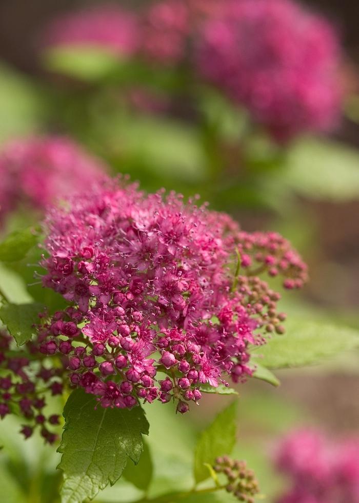 Spirea Japonica Double Play Gold - View 11 from www redcrocus com