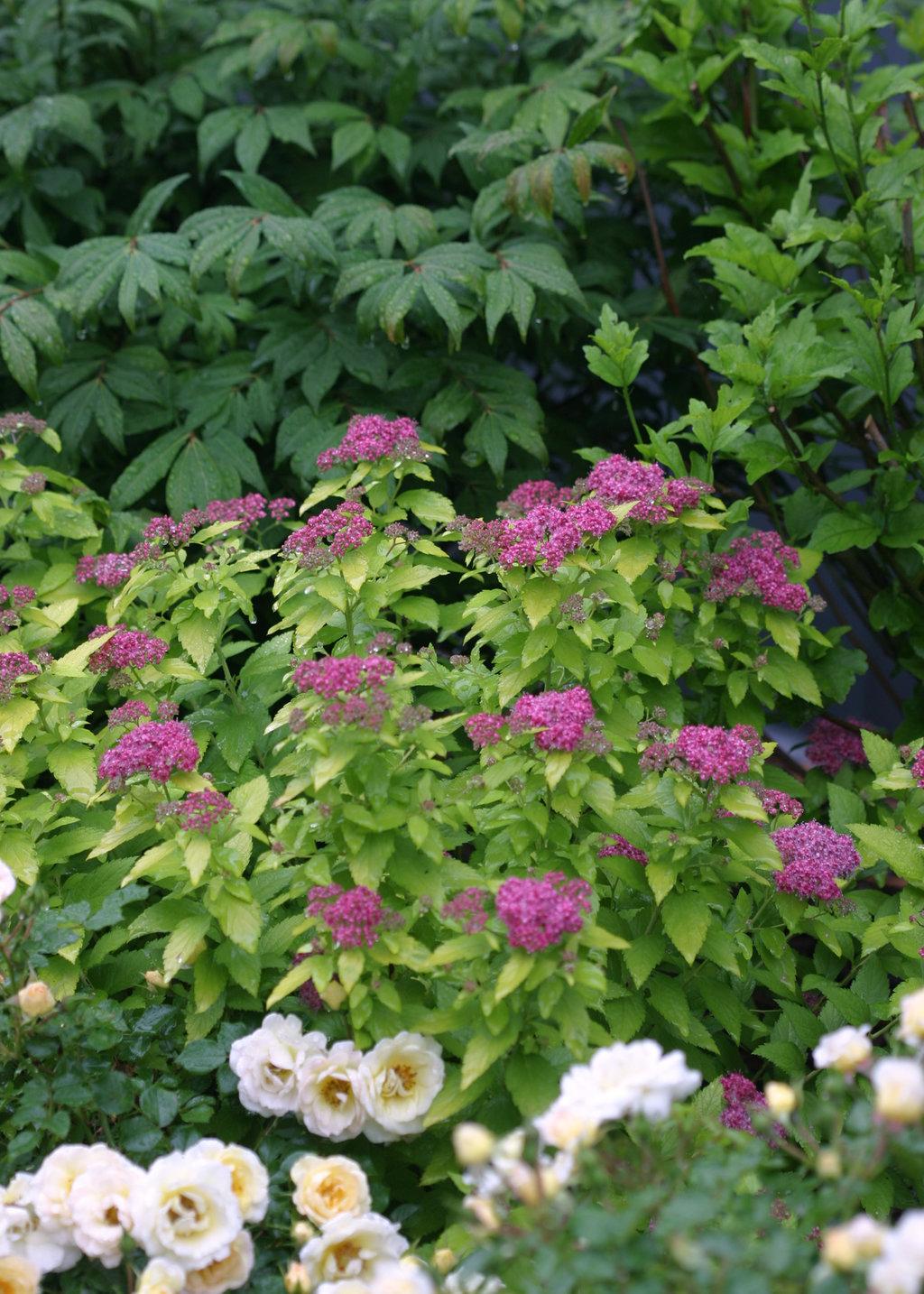 Spirea Japonica Double Play Gold - View 12 from www redcrocus com