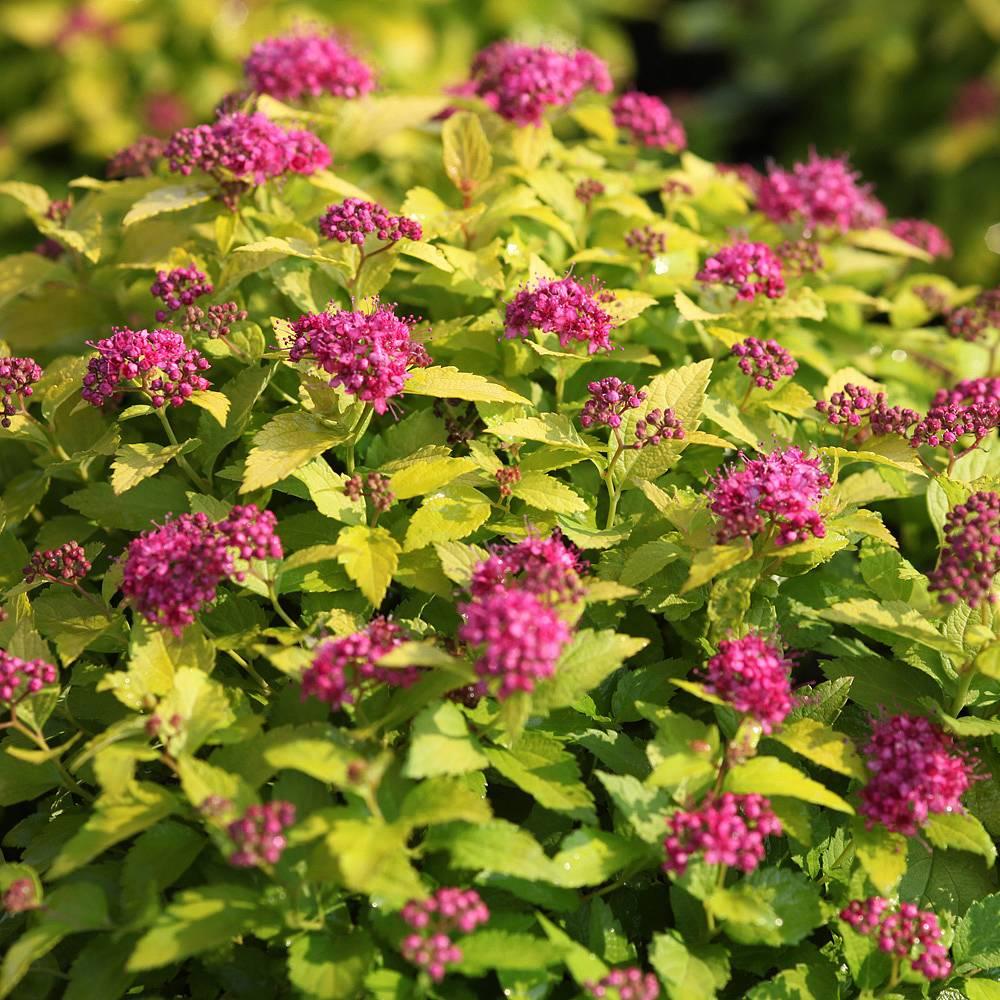 Spirea Japonica Double Play Gold - View 14 from www redcrocus com