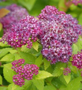 Spirea Japonica Double Play Gold - View 15 from www redcrocus com