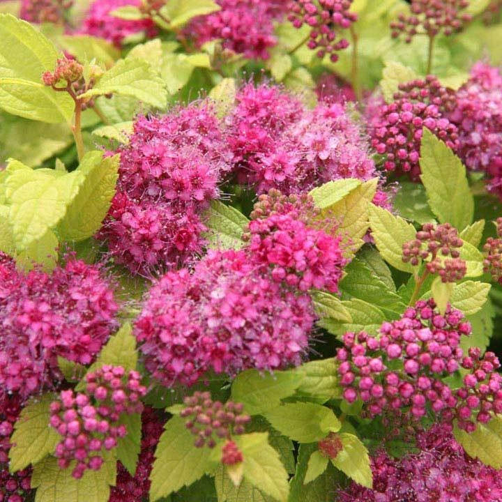 Spirea Japonica Double Play Gold - View 16 from www redcrocus com