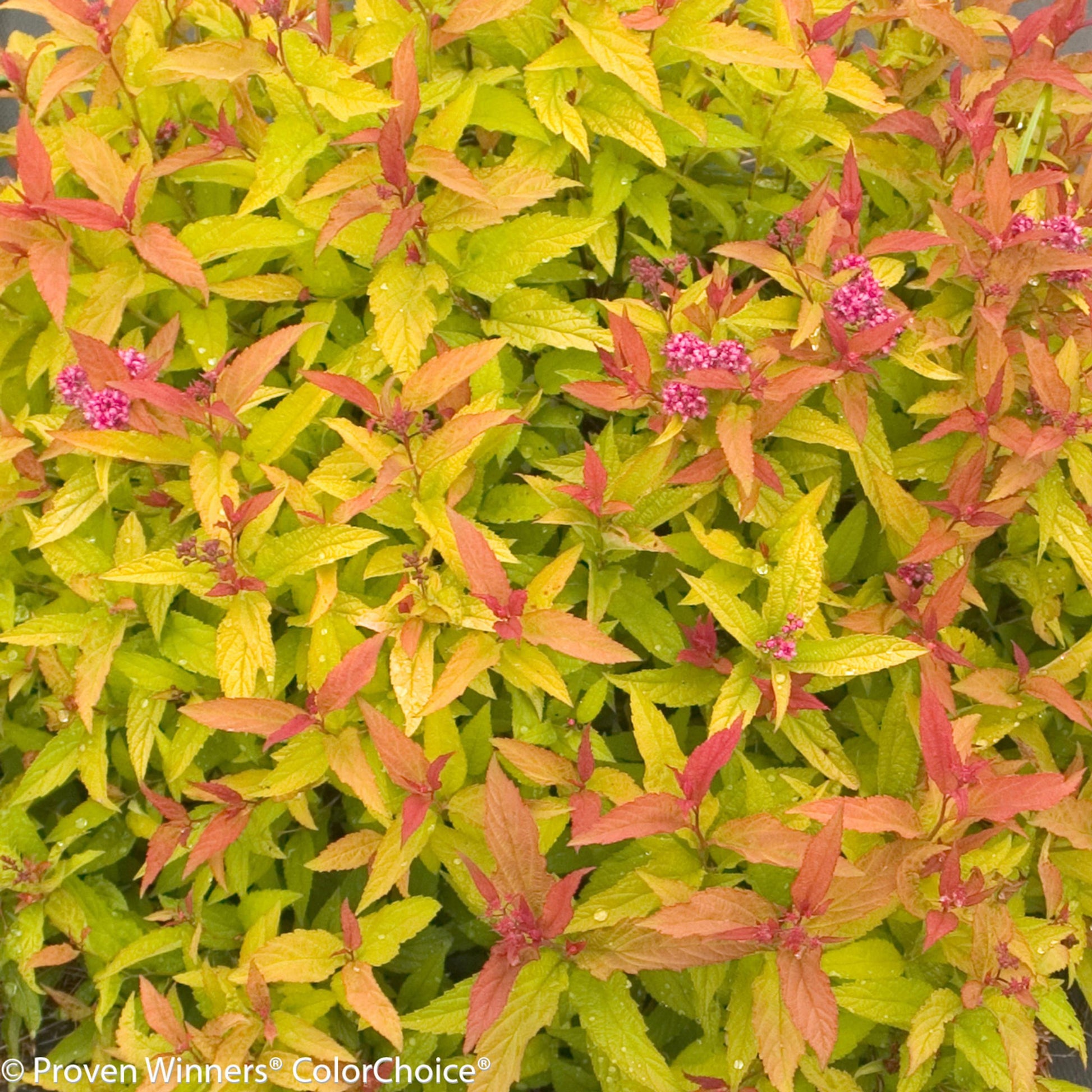 Spirea Japonica Double Play Gold - View 17 from www redcrocus com