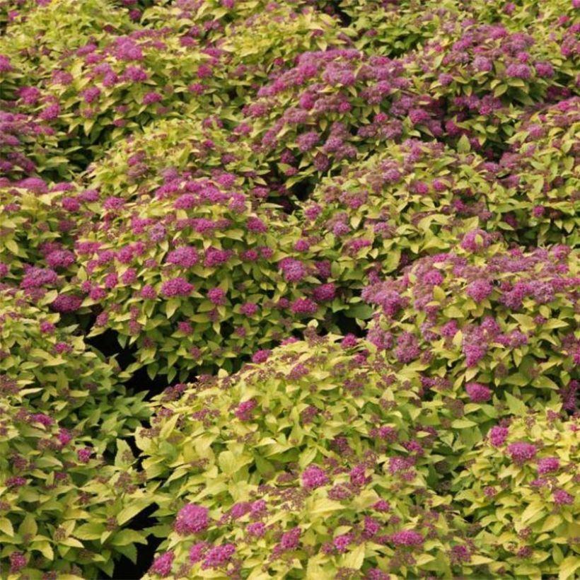 Spirea Japonica Double Play Gold - View 18 from www redcrocus com