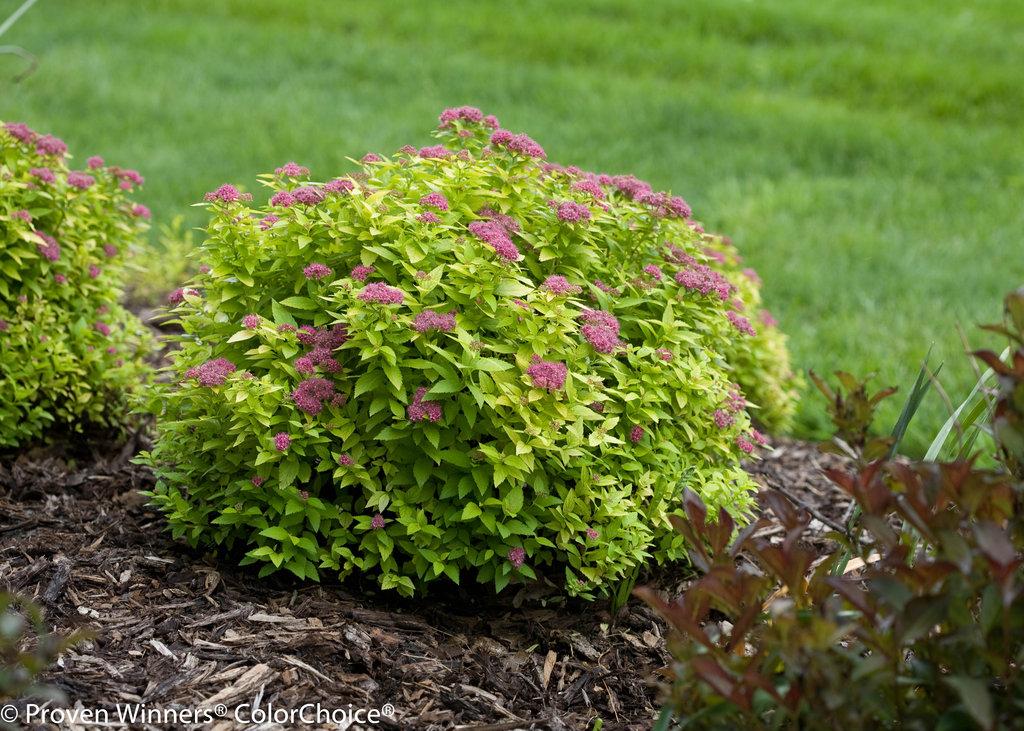 Spirea Japonica Double Play Gold - View 1 from www redcrocus com