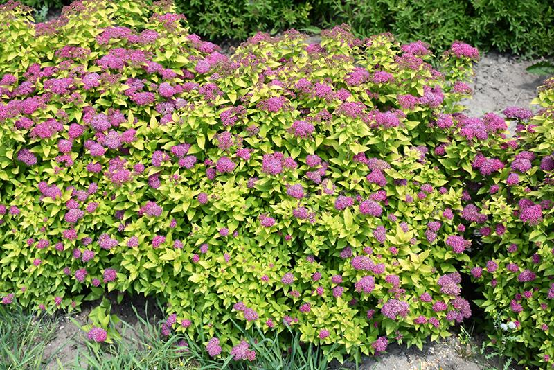 Spirea Japonica Double Play Gold - View 20 from www redcrocus com