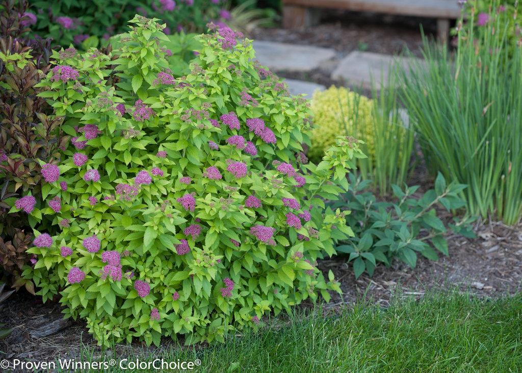Spirea Japonica Double Play Gold - View 3 from www redcrocus com