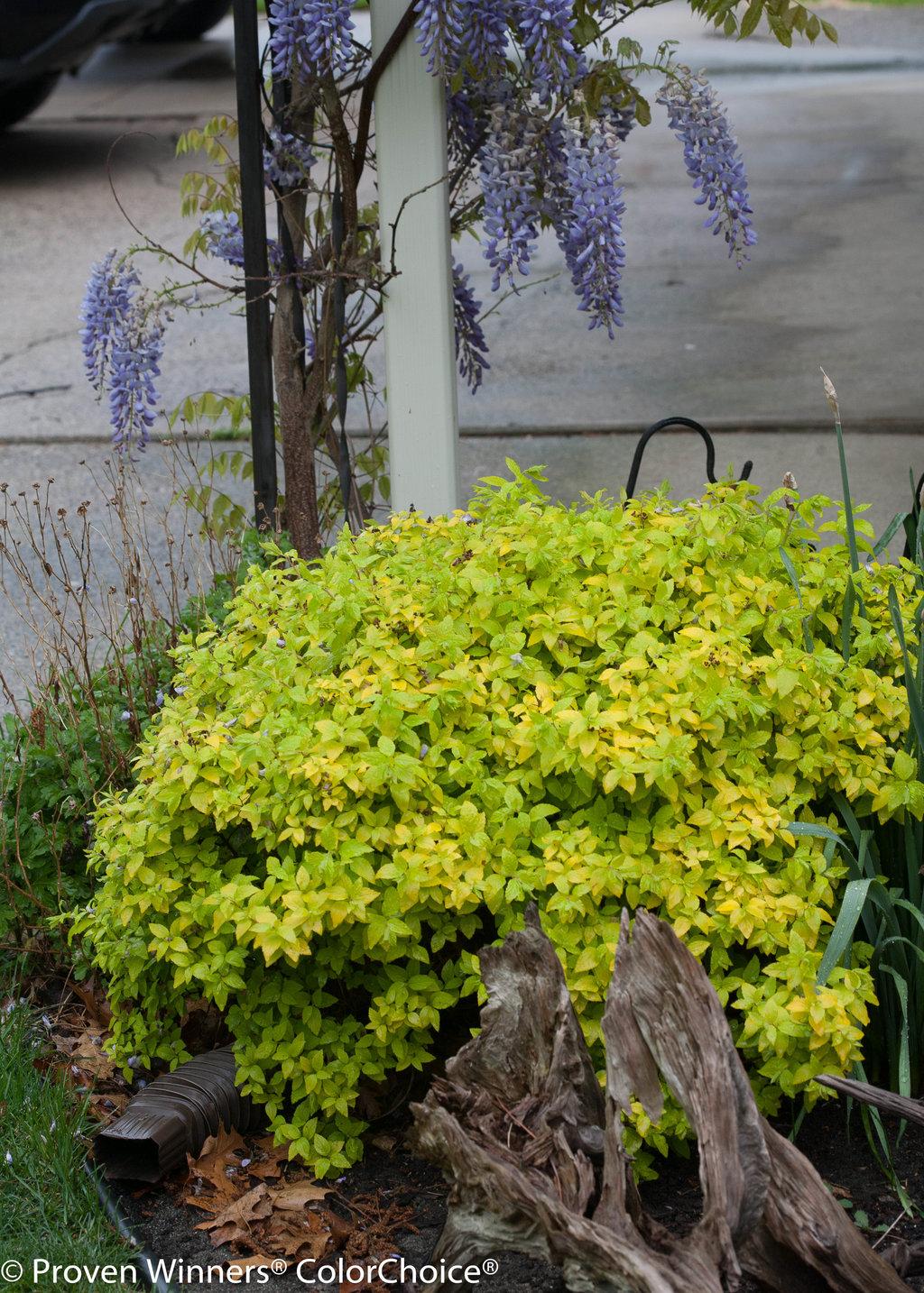 Spirea Japonica Double Play Gold - View 6 from www redcrocus com