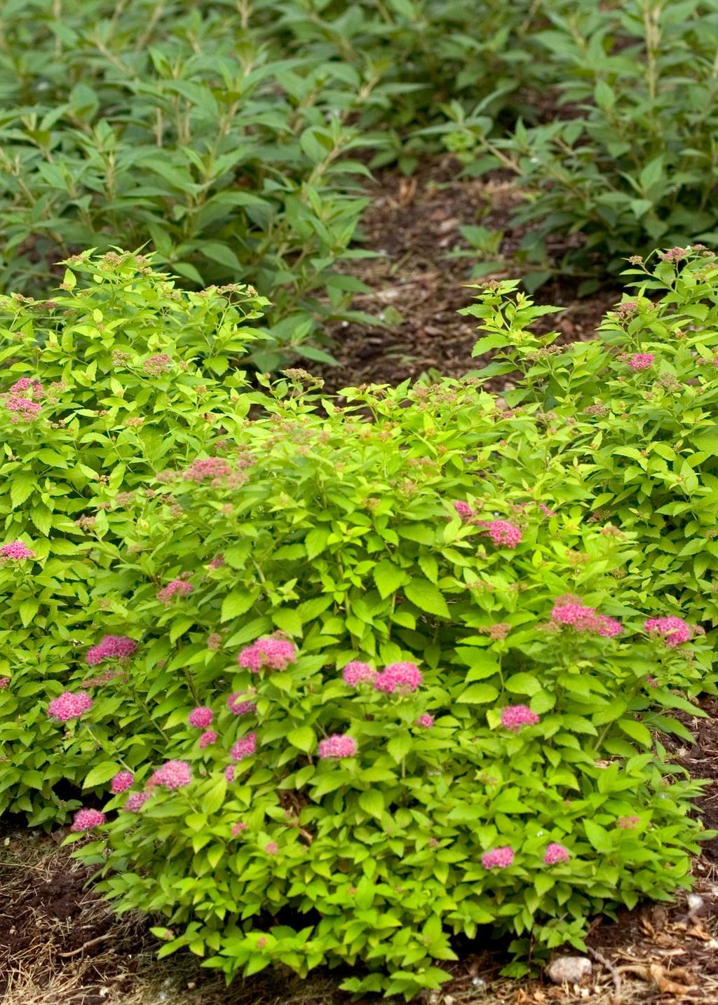Spirea Japonica Double Play Gold - View 7 from www redcrocus com