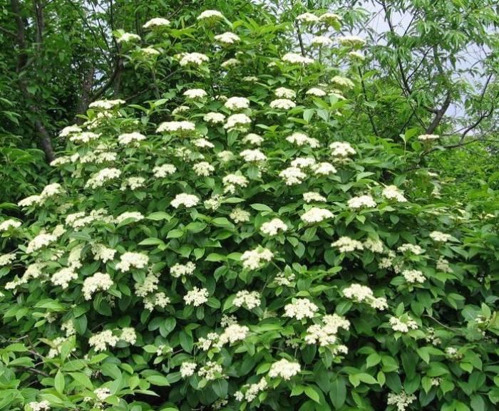 Viburnum Nudum 'brandywine' - View 10 from www redcrocus com