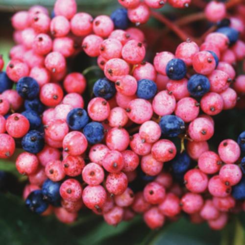 Viburnum Nudum 'brandywine' - View 14 from www redcrocus com