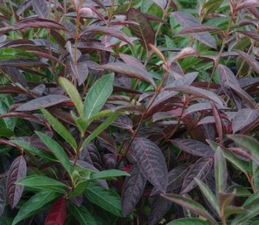 Viburnum Nudum 'brandywine' - View 17 from www redcrocus com