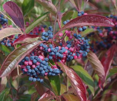 Viburnum Nudum 'brandywine' - View 19 from www redcrocus com