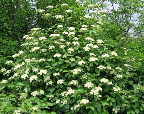 Viburnum Nudum 'brandywine' - View 21 from www redcrocus com