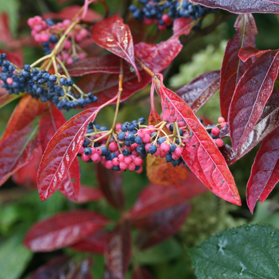 Viburnum Nudum 'brandywine' - View 27 from www redcrocus com