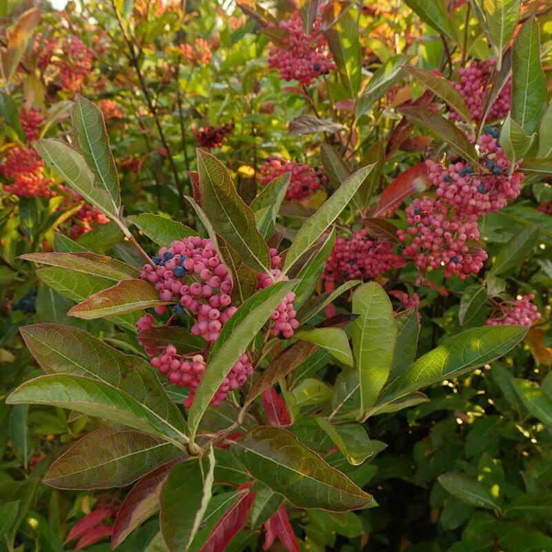 Viburnum Nudum 'brandywine' - View 30 from www redcrocus com