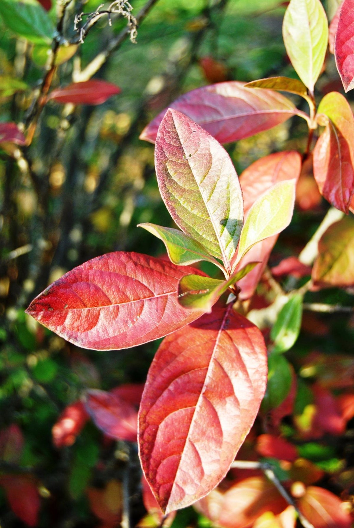 Viburnum Nudum 'brandywine' - View 32 from www redcrocus com