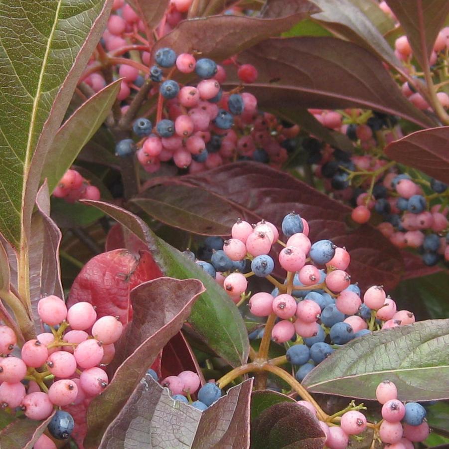 Viburnum Nudum 'brandywine' - View 33 from www redcrocus com