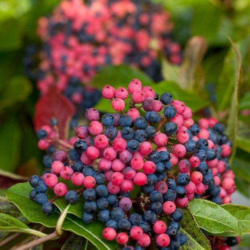Viburnum Nudum 'brandywine' - View 34 from www redcrocus com
